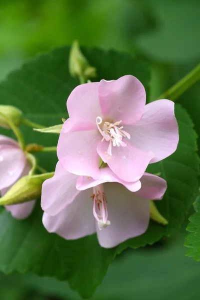 Roze Dombeya bloem. — Stockfoto