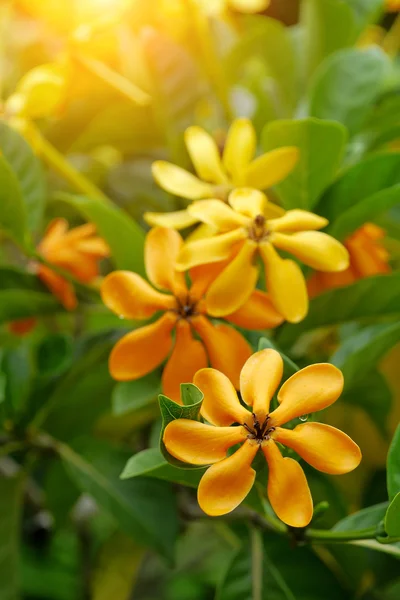 Gelbe Gardenia-Blume — Stockfoto