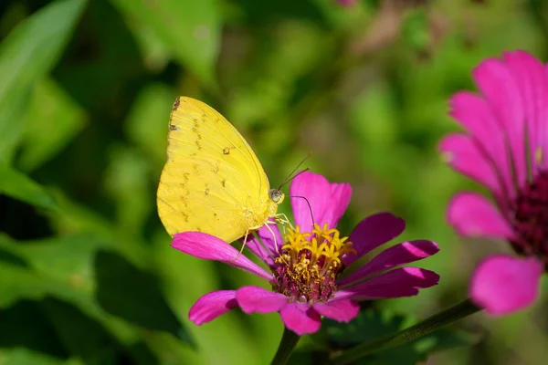 Borboleta voar de manhã natureza . — Fotografia de Stock