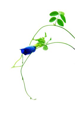 Beyaz bir arka plan üzerinde mor çiçekler 