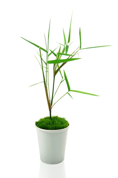 Bamboe bladeren in het papier gras. — Stockfoto