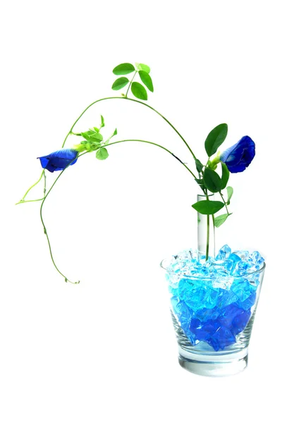 Paarse bloemen "Butterfly Pea" op een witte achtergrond. — Stockfoto