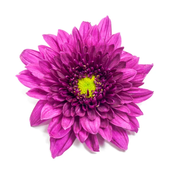 Chrysanthème violet — Photo