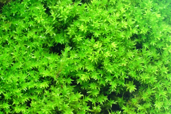 Macro of white frok moss. — Stock Photo, Image