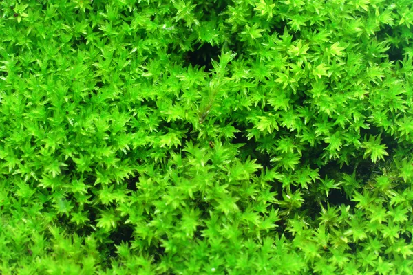 Macro of white frok moss. — Stock Photo, Image