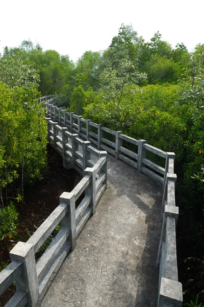 Natural mangrove walkway. Thailand travel. — Stock Photo, Image
