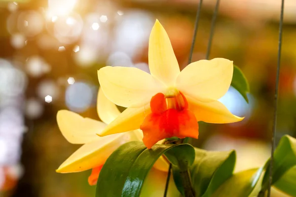 Orquídea laranja cattleya perto — Fotografia de Stock