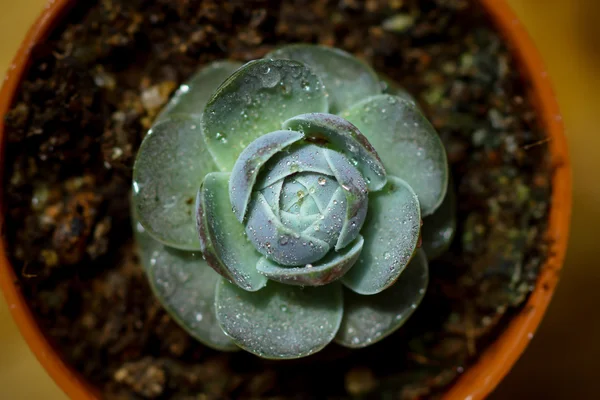 Primer plano de las espinas de cactus —  Fotos de Stock