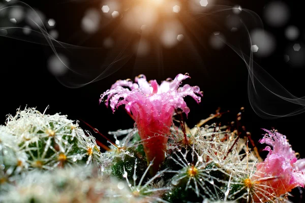 Close up of cactus flower — Stock Photo, Image