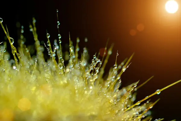 Close up of cactus spines — Stock Photo, Image