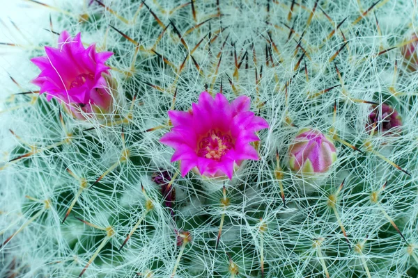 Close up of cactus flower — Stock Photo, Image