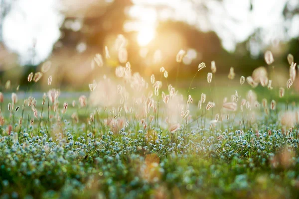Herbe fleurs coucher de soleil — Photo
