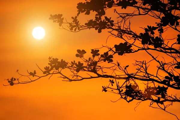 Tree branches on orange background — Stock Photo, Image
