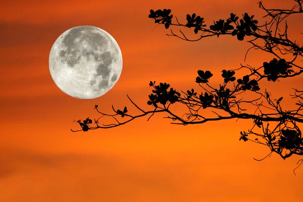 Tree branches on orange background and big moon. — Stock Photo, Image