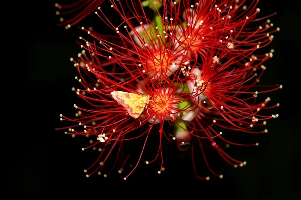 Indische Oak bloem — Stockfoto