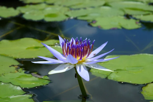 Hermosa flor híbrida de nenúfar . — Foto de Stock