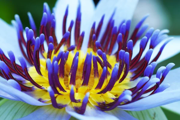 Красивый гибридный цветок . — стоковое фото