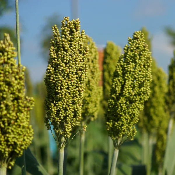 Sorgo — Foto de Stock