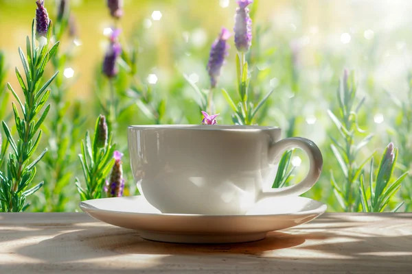 Morning coffee in the garden — Stock Photo, Image