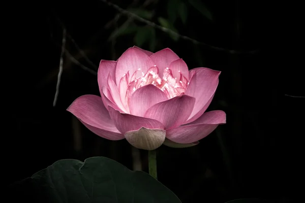 Pink lotus flower — Stock Photo, Image