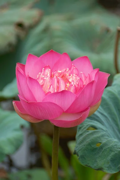 Lotus flower — Stock Photo, Image