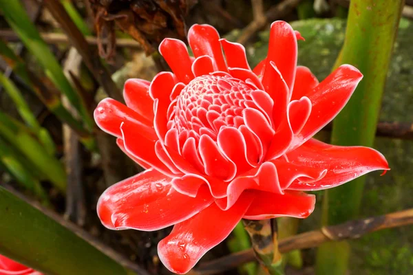 Beautiful tropical red ginger flower — Stock Photo, Image