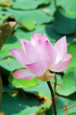 çiçek açan lotus çiçeği