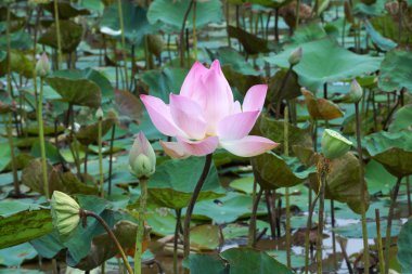 çiçek açan lotus çiçeği