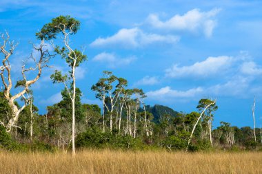 Savana otlaklar ve büyük ağaç, Tayland.