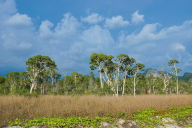 Savana otlaklar ve büyük ağaç, Tayland.