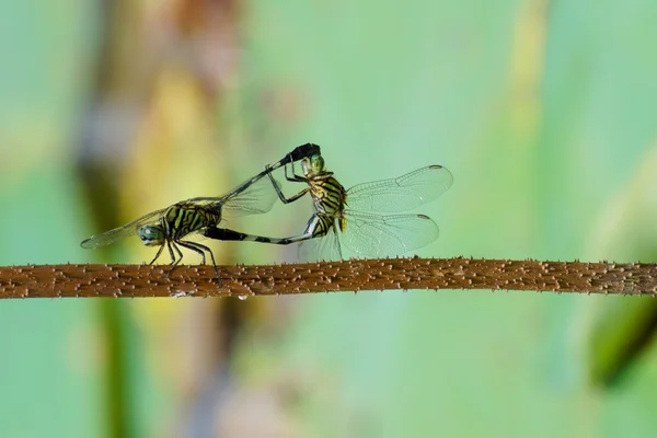 Împerecherea libelulelor — Fotografie, imagine de stoc