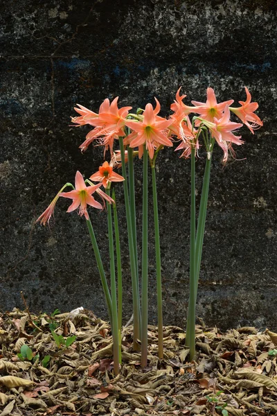 Laranja flor de Hippeastrum — Fotografia de Stock