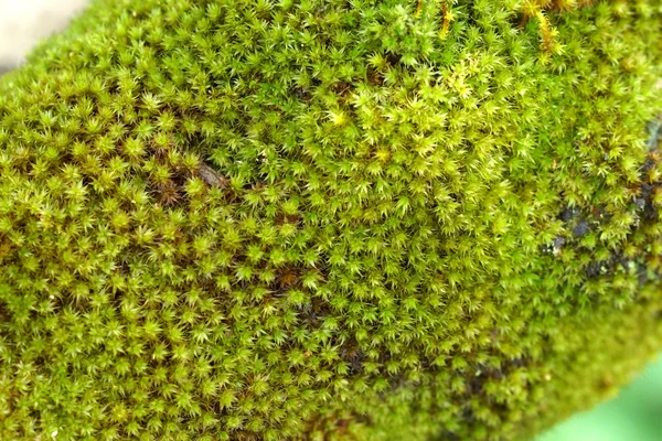 Wood covered with moss. — Stock Photo, Image