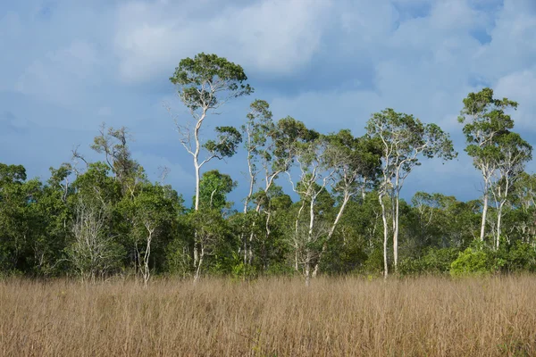 Savanna grasslands and big tree, Thailand. — Stock Photo, Image