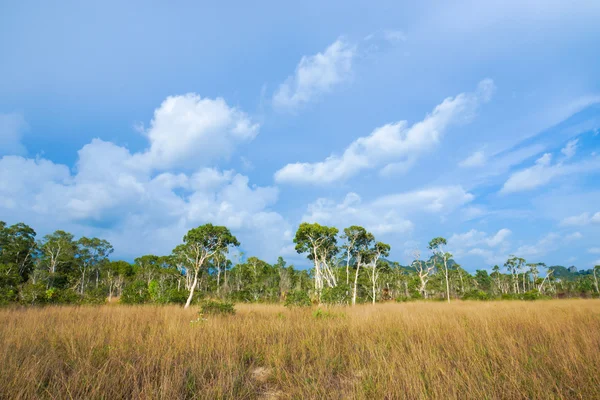 Savana otlaklar ve ağaç, Tayland.