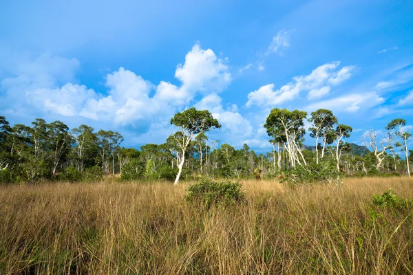 Savanna grasslands and tree, Thailand. — Stock Photo, Image