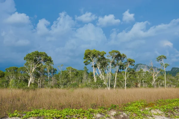 Savanna grasslands and big tree, Thailand. — Stock Photo, Image