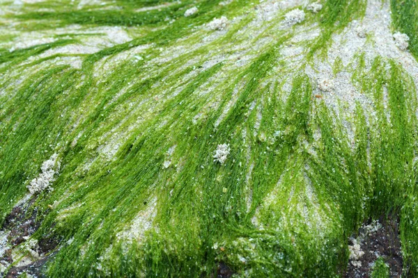 Macro closeup de fios de algas marinhas de tufo verde — Fotografia de Stock