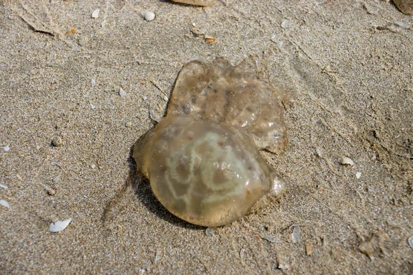 Dead jellyfish on the beach — Stock Photo, Image