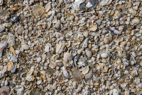 Achtergrond van zand en schelpen — Stockfoto