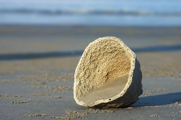 Arrecife seco en la playa — Foto de Stock