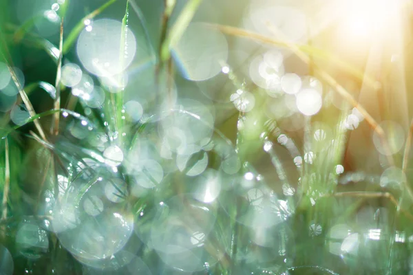 Fresca rugiada mattutina sull'erba primaverile, backgroun luce verde naturale — Foto Stock