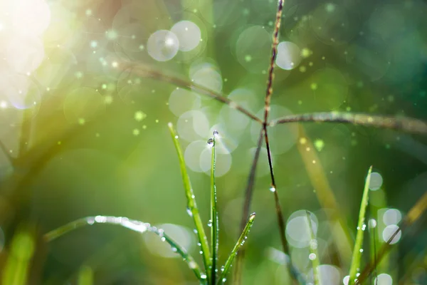 Frischer Morgentau auf Frühlingsgras, natürlicher grüner Lichthintergrund — Stockfoto