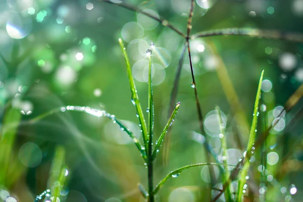 Rocío fresco de la mañana en la hierba de primavera, fondo de luz verde natural — Foto de Stock