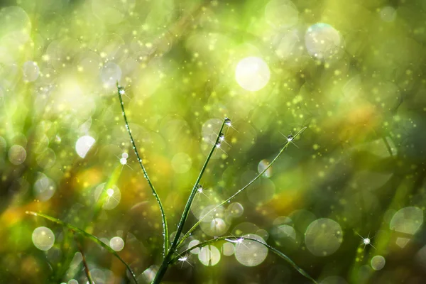 Rocío fresco de la mañana en la hierba de primavera, fondo de luz verde natural —  Fotos de Stock