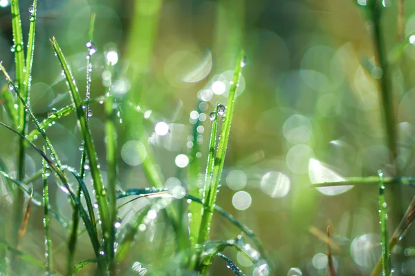 Rocío fresco de la mañana en la hierba de primavera, fondo de luz verde natural —  Fotos de Stock