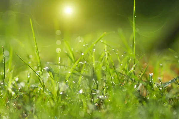 Orvalho da manhã fresco na grama da primavera, backgroun luz verde natural — Fotografia de Stock