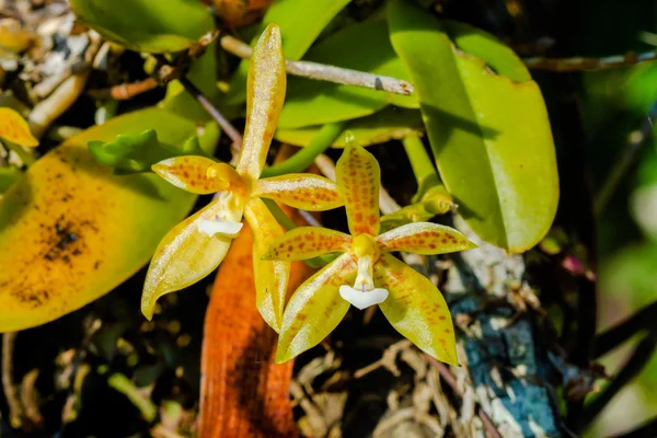 Wild orchid in Thailand — Stock Photo, Image