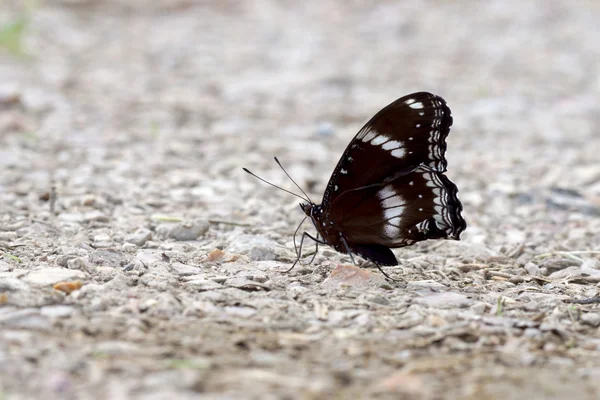 Mariposas negras alimentándose en el suelo . —  Fotos de Stock