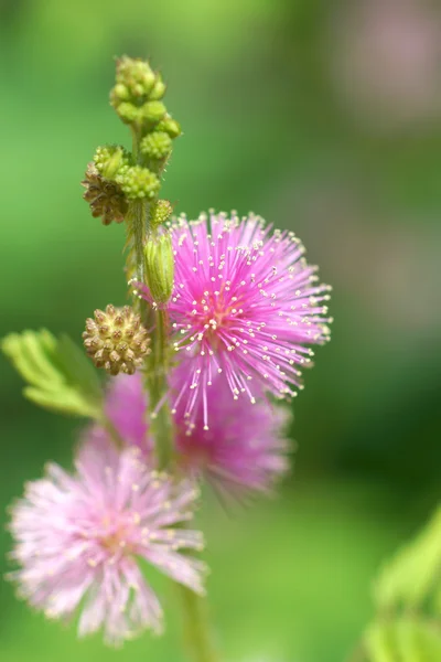 Flores de Mimosa — Foto de Stock